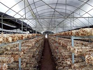 香菇温室大棚-香菇种植大棚-香菇钢架大棚